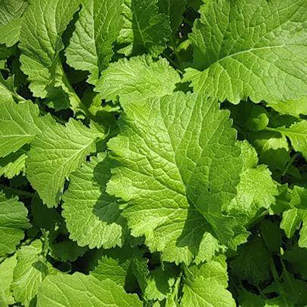 Mustar de salată Iute 2 g