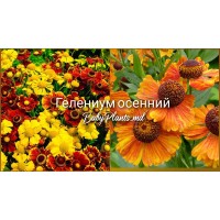 Гелениум Осенний