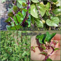 Spanac de Malabar BASELLA RUBRA SELECT RED 3 sem.
