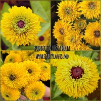 RUDBECKIA HIRTA MAYA 10 sem.