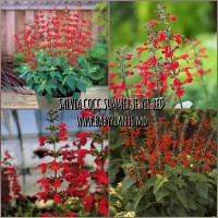 SALVIA coccinea SUMMER JEWEL RED 10 sem.