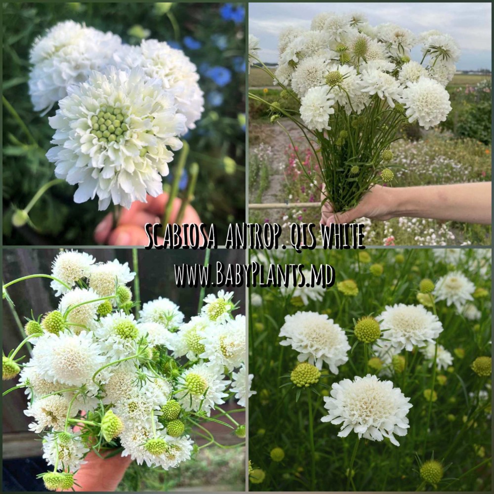 SCABIOSA ATROP. QIS WHITE ( BLANC ) 10 sem.