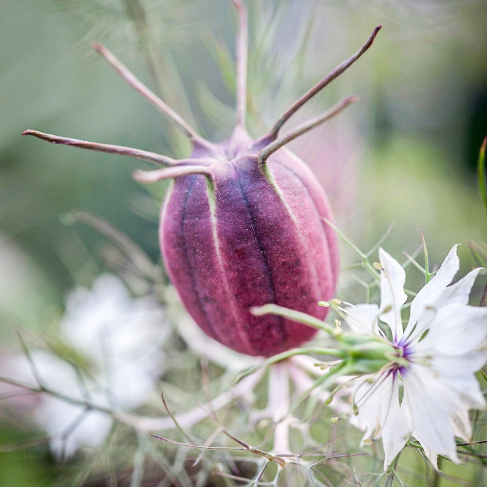 NIGELLA DAMAS. BLACK POD ( FRUITS ROUGE ) 0,2g