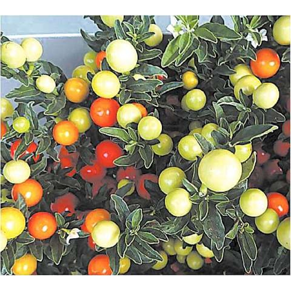 SOLANUM CAPSICASTRUM THURINO 5 sem.