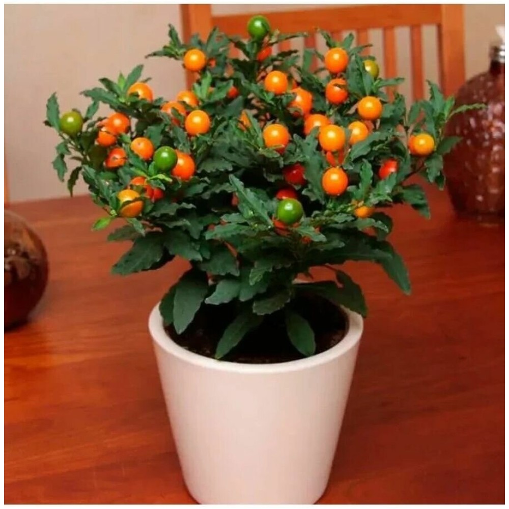 SOLANUM CAPSICASTRUM THURINO 5 sem.