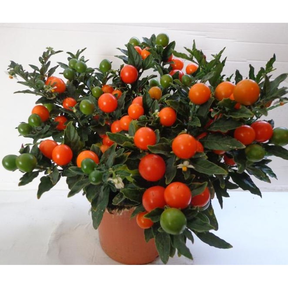 SOLANUM CAPSICASTRUM THURINO 5 sem.