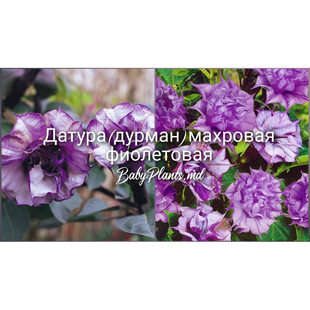 Датура (дурман) махровая фиолетовая