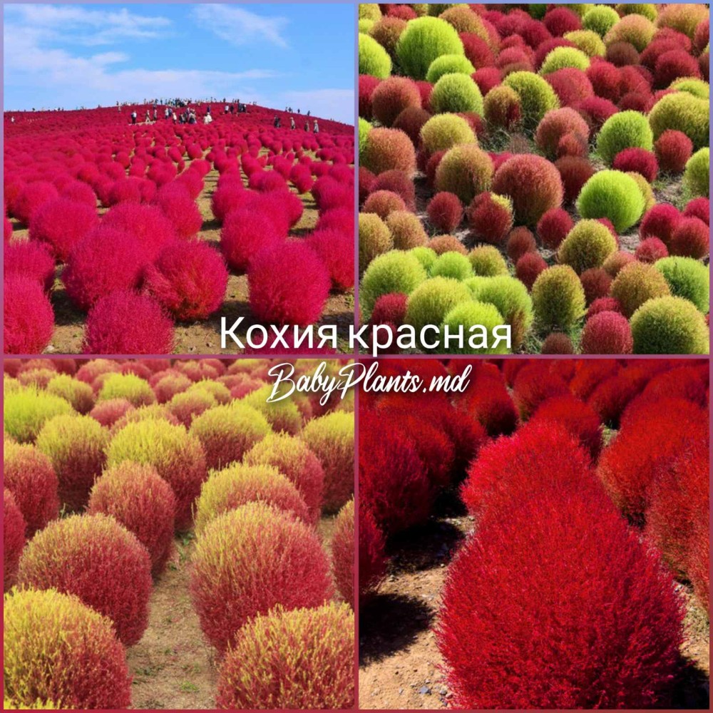 Кохия красная 0.5 г