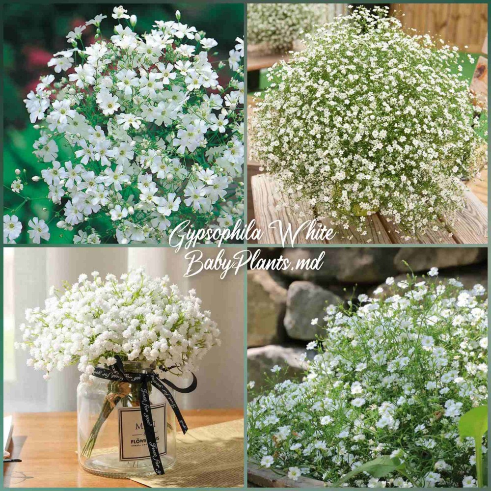 Гипсофила Белая 2 г