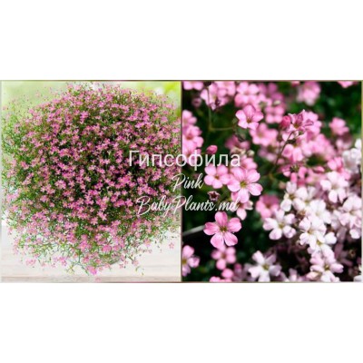 Гипсофила Розовая 1 г