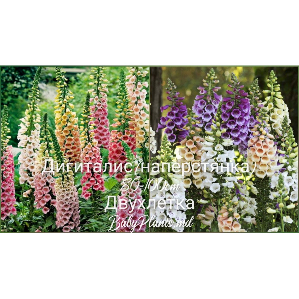 Дигиталис (наперстянка) 0.2 г