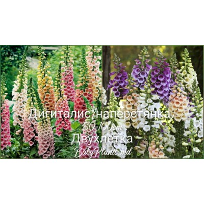 Дигиталис (наперстянка) 0.2 г