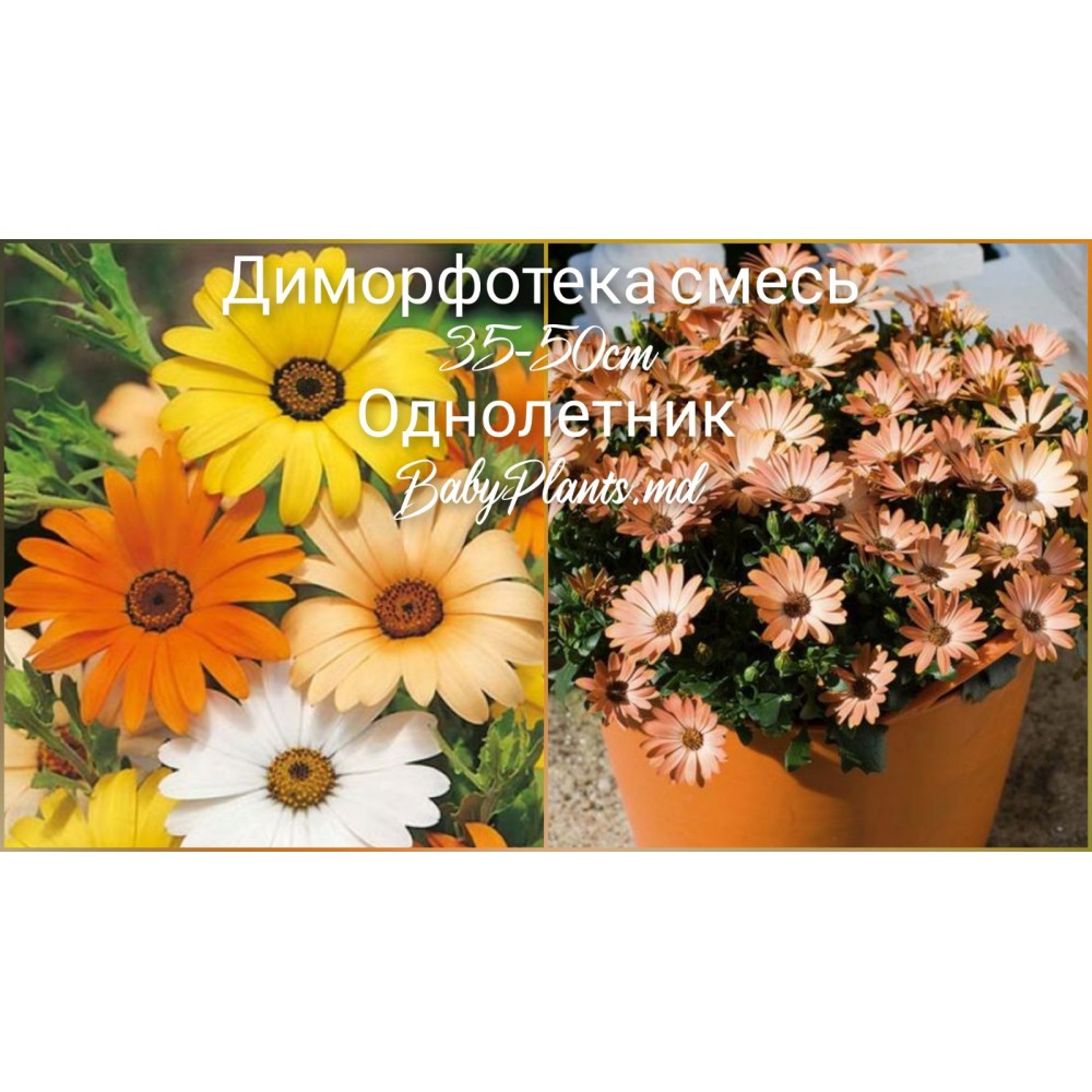 Диморфотека смесь 0.3 г