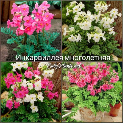 Инкарвиллея многолетняя