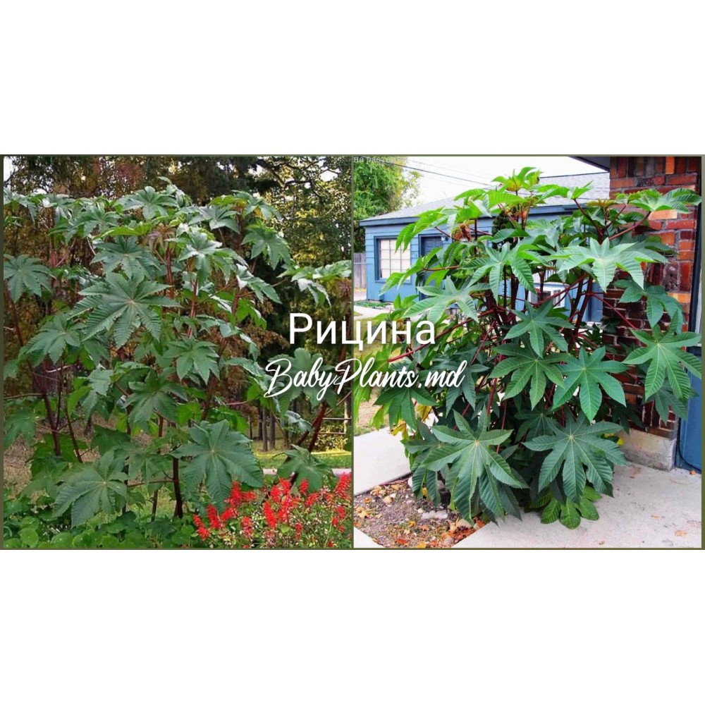 Клещевина (Рецина) зеленная