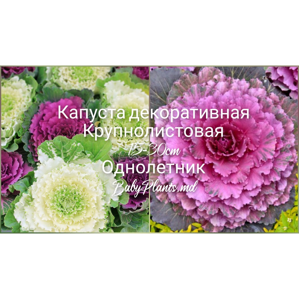 Капуста декоративная Крупнолистовая 0.2 г