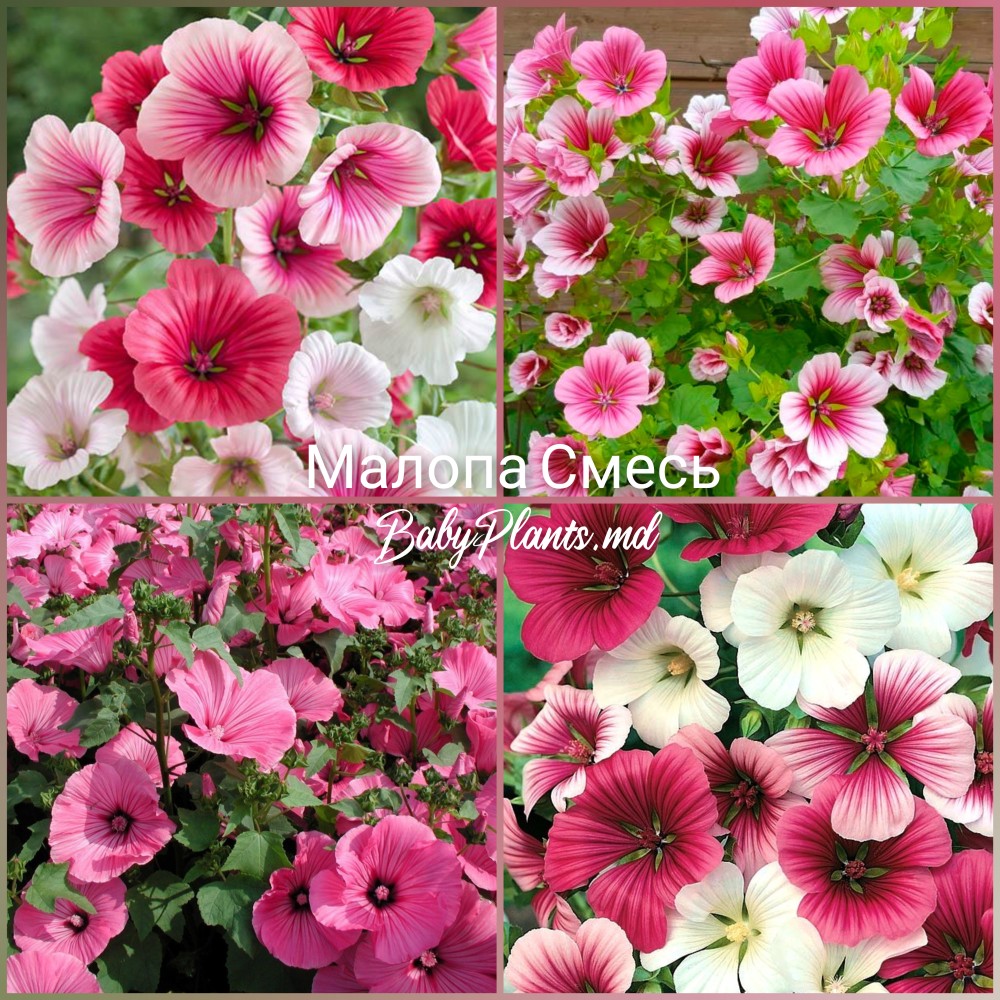 Малопа смесь 1 г