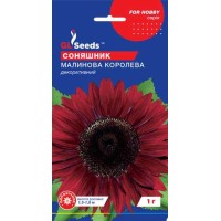 Подсолнух Малиновая королева (1г)