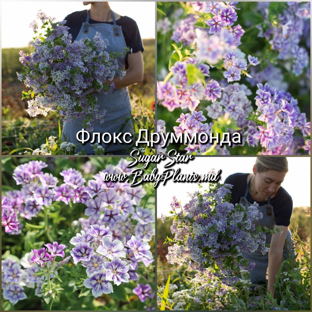 Флокс Друммонда SUGAR STARS 0,1г 