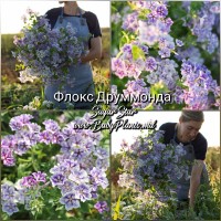 Флокс Друммонда SUGAR STARS 0,1г 