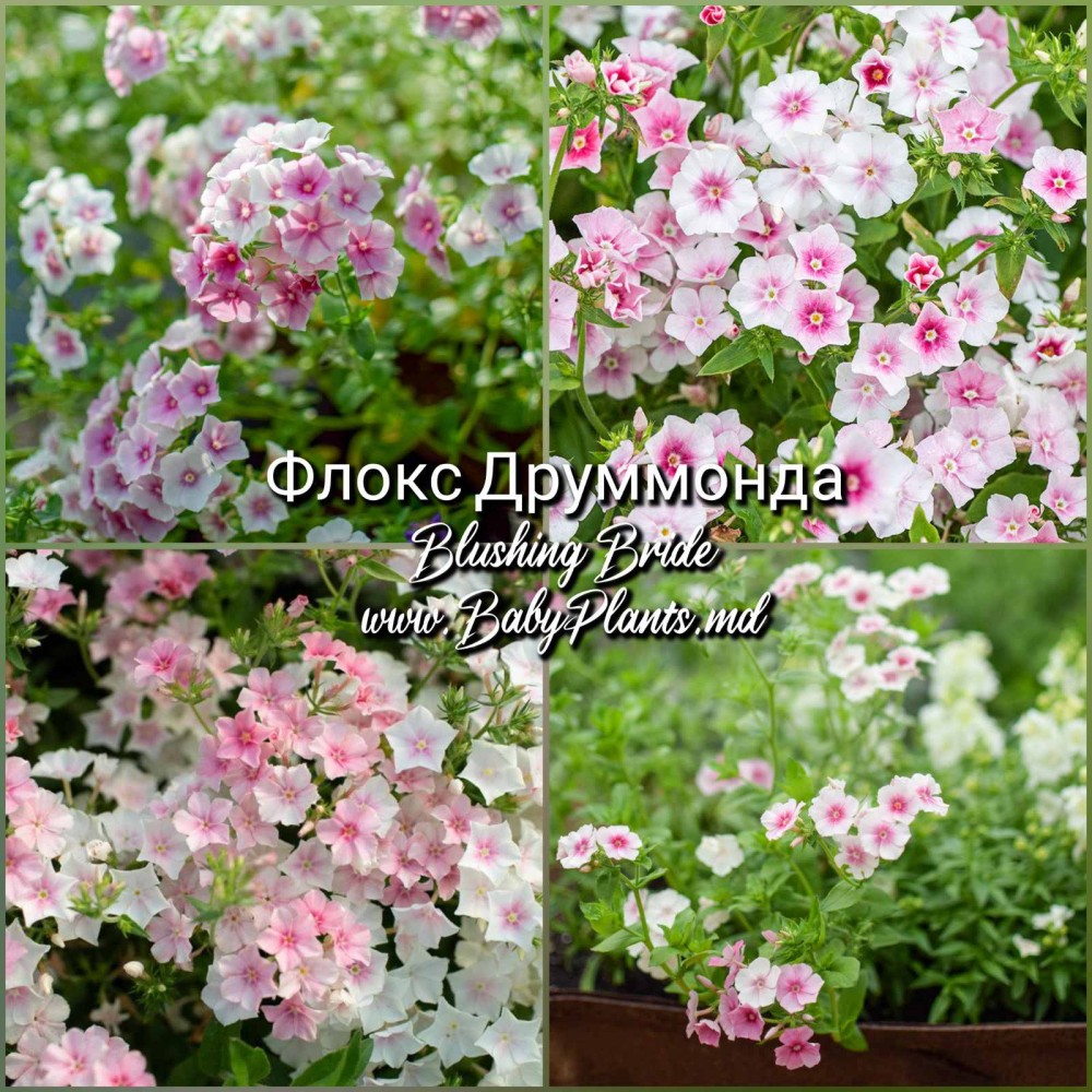 Флокс Друммонда BLUSHING BRIDE 0,1г