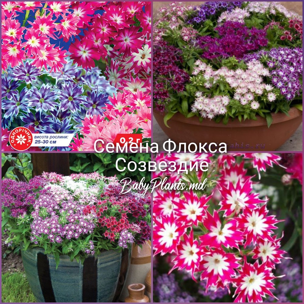 Семена Флокса Созвездие (0.2г)