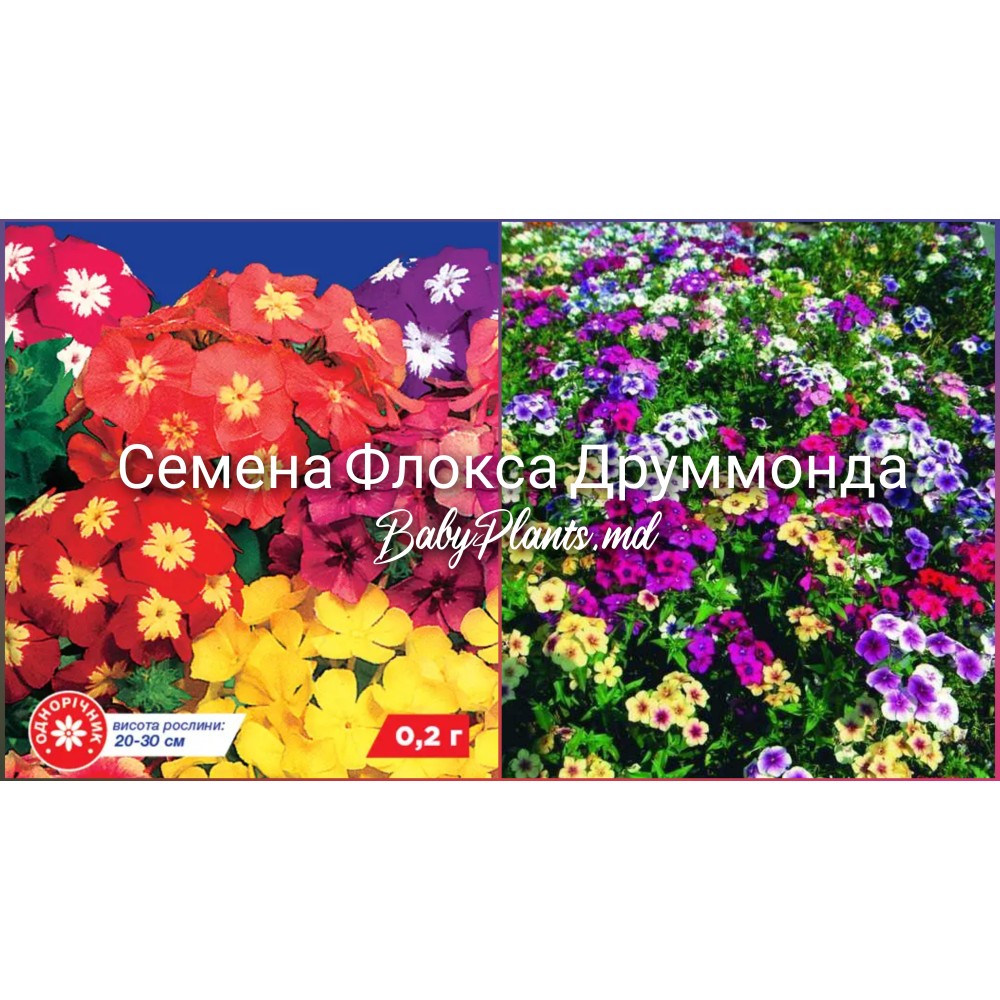 Семена Флокса Друммонда (0.2г)