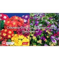 Семена Флокса Друммонда (0.2г)