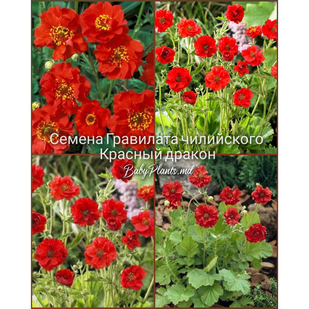 Семена Гравилата чилийского Красный дракон (0.1г)
