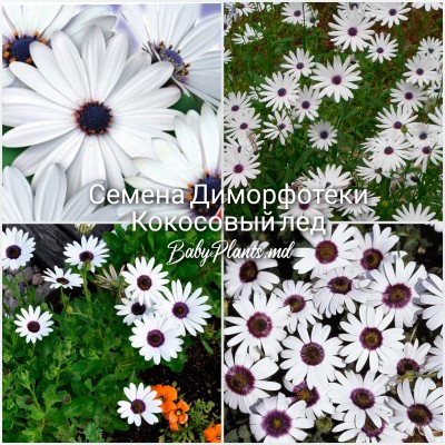 Семена Диморфотеки Кокосовый лед (0.15г)