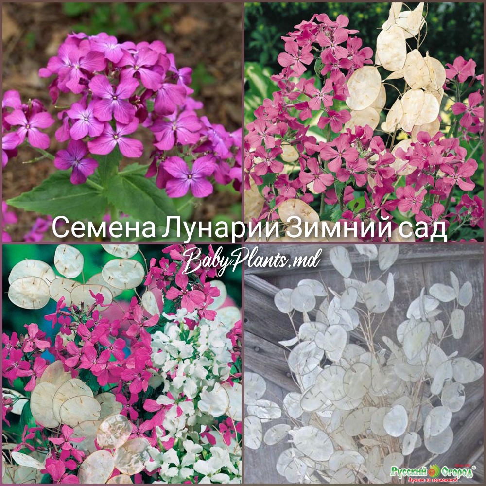Семена Лунарии Зимний сад (0.5г)