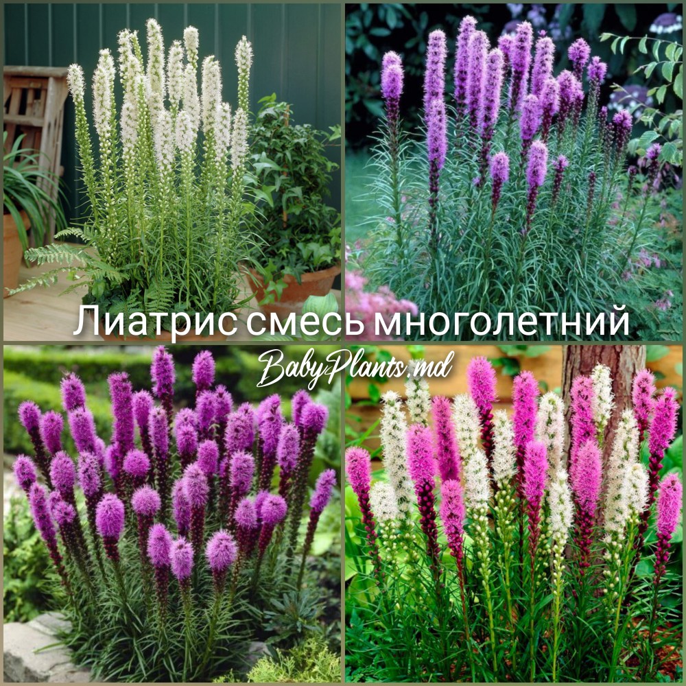 Лиатрис смесь (0.2г)