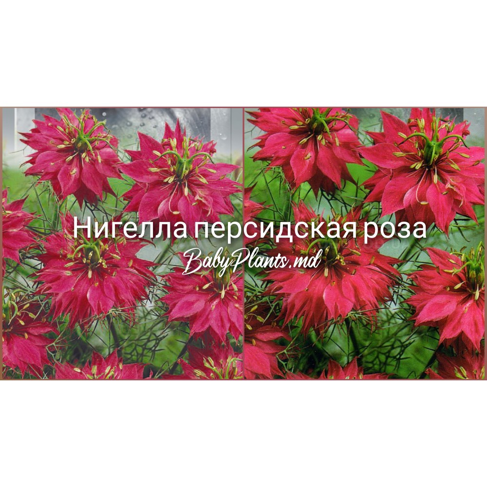 Нигелла персидская роза