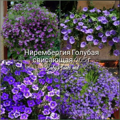Нирембергия Голубая свисающая 0.05 г