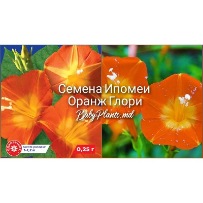 Ипомея Оранж Глори (0.25г)
