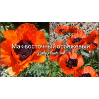 Мак восточный аранжевый