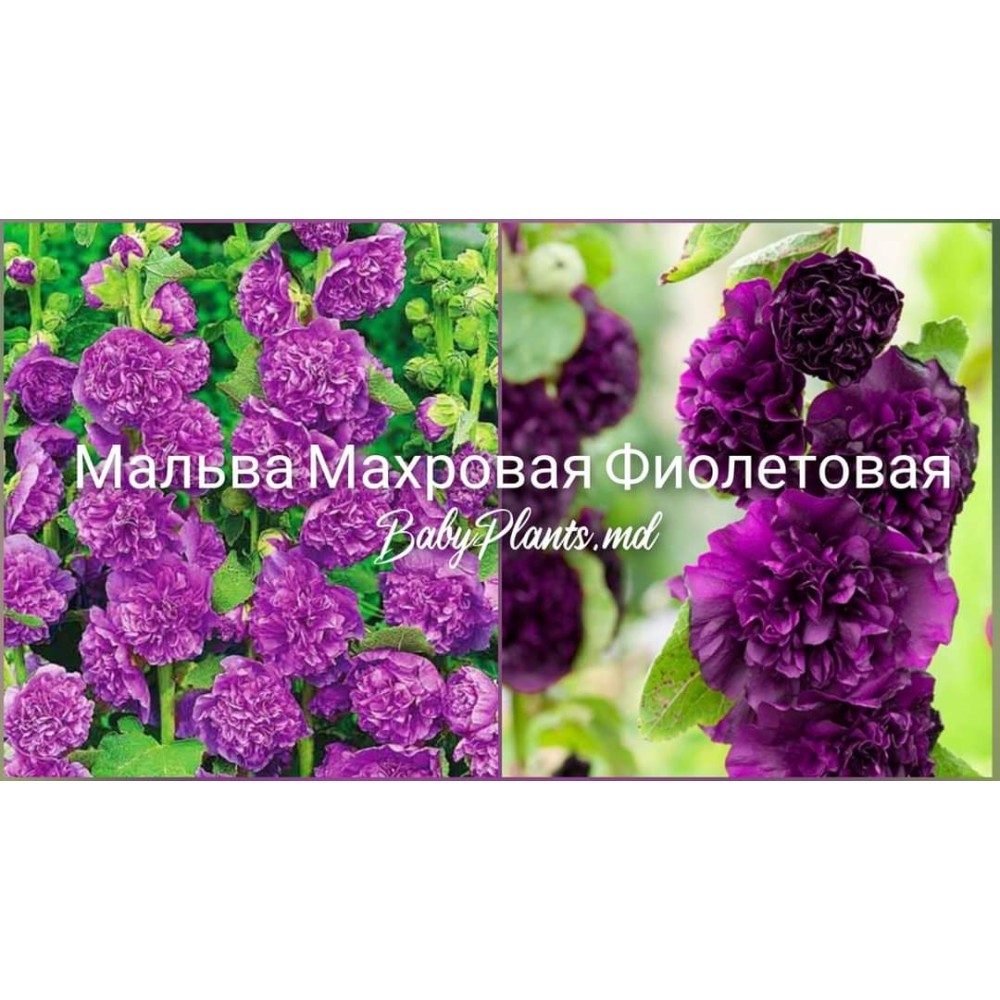Мальва махровая Фиолетовая 0.3 г