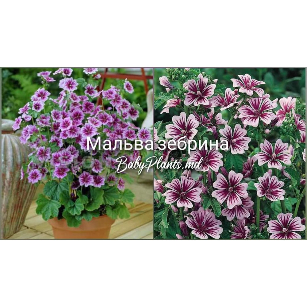 Мальва Зебрина 0,2 г