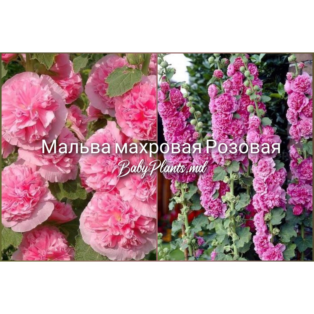 Мальва махровая Розовая 0.2 г 