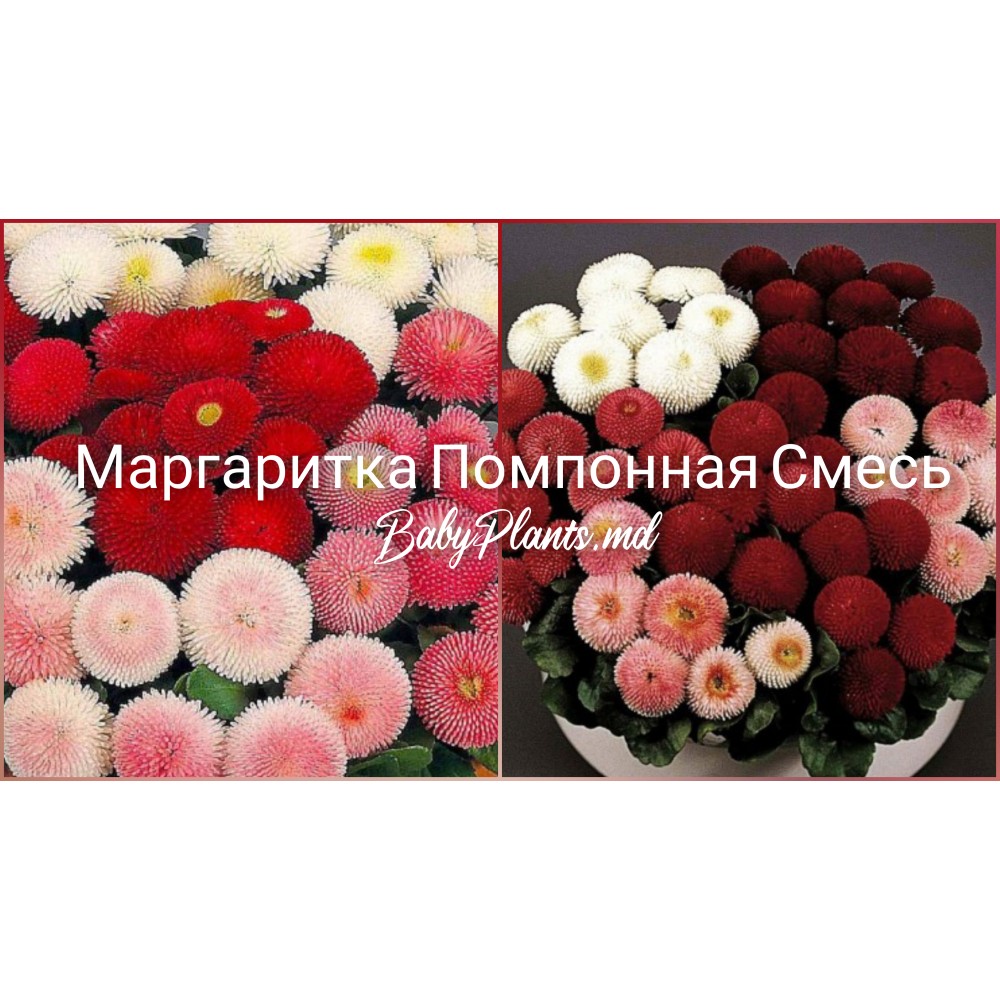 Маргаритка помпонная смесь 0.1 г