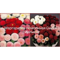 Маргаритка помпонная смесь 0.1 г