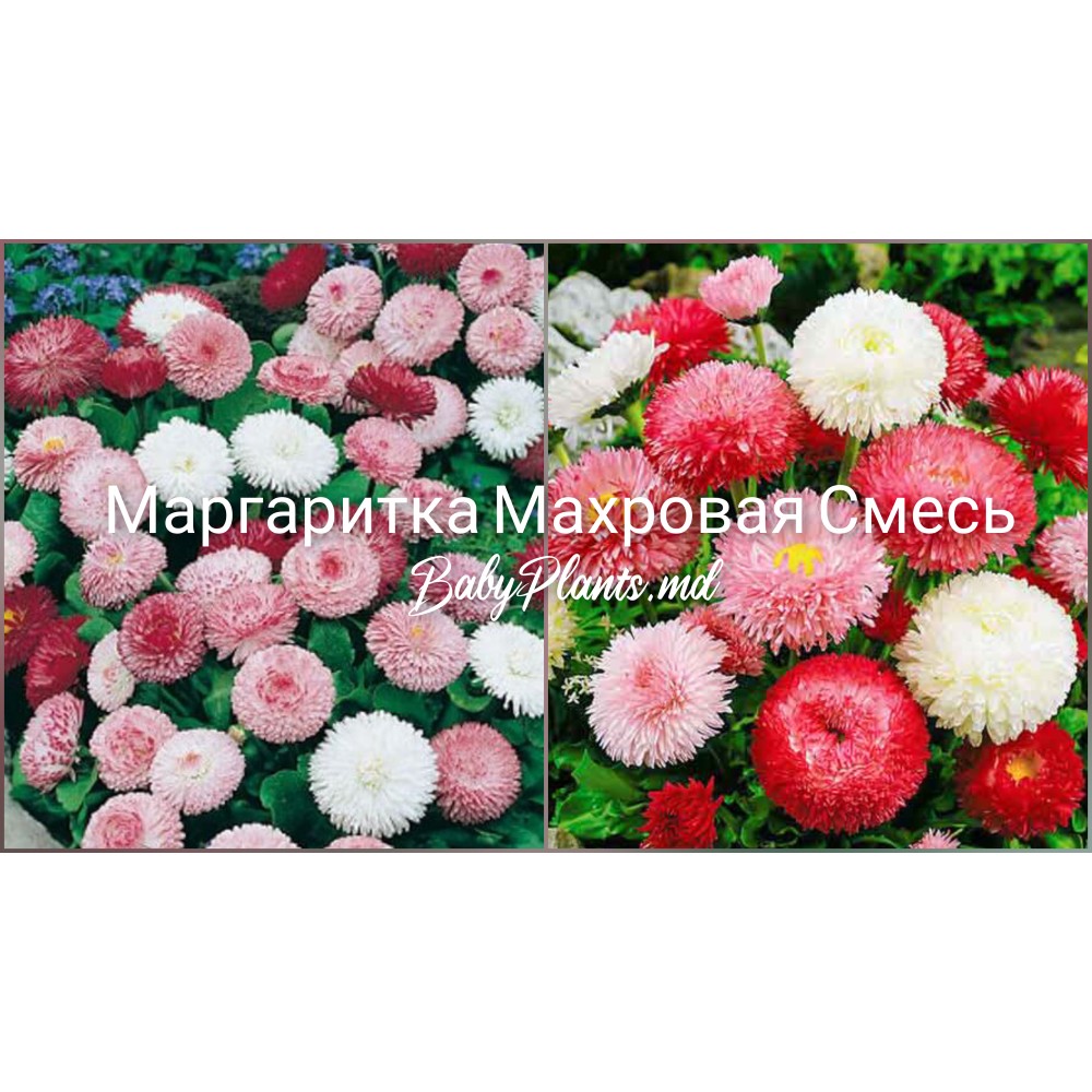 Маргаритка махровая смесь 0.1 г 