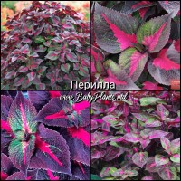 Перилла 0.05Г