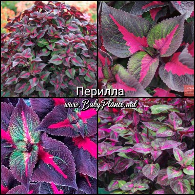 Перилла 0.05Г