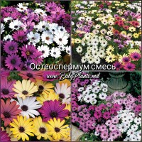 Остеоспермум смесь 0.1Г