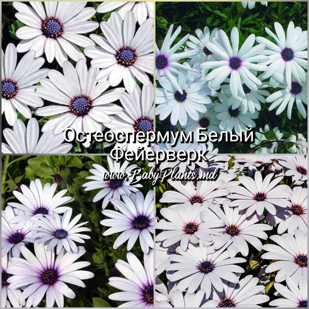 Остеоспермум белый Фейерверк 0.1Г