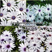 Остеоспермум белый Фейерверк 0.1Г