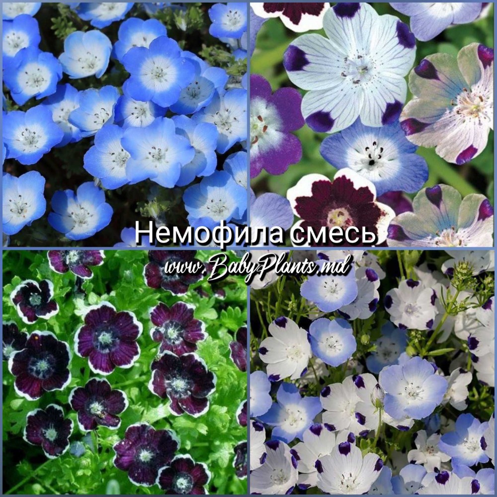 Немофила смесь 0,15 Г