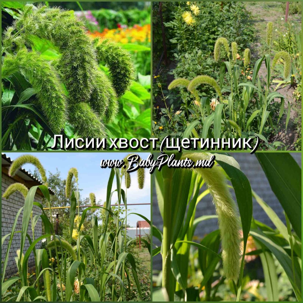 Лисий хвост (щетинник) 0,1 Г