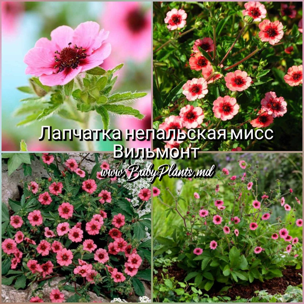 Лапчатка Непальская Мисс Вильмонт 0,05 Г